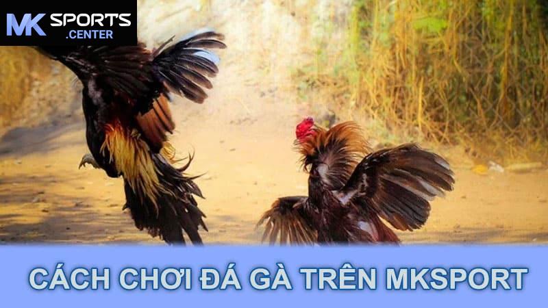 Cách chơi đá gà trên MKsport