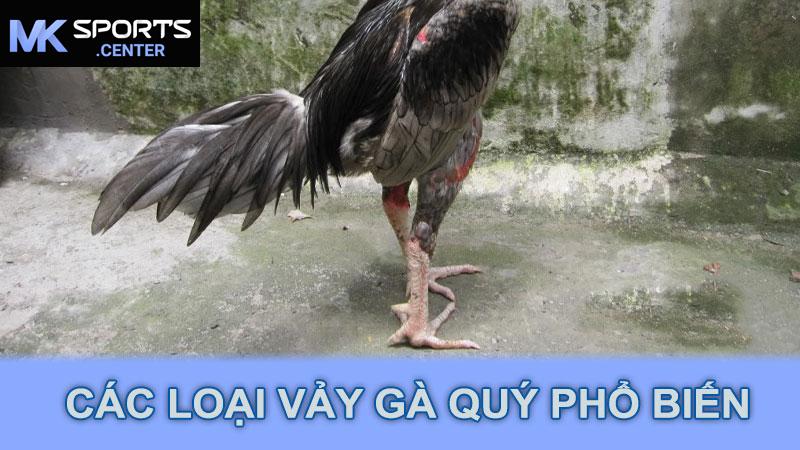 Các Loại Vảy Gà Quý Phổ Biến