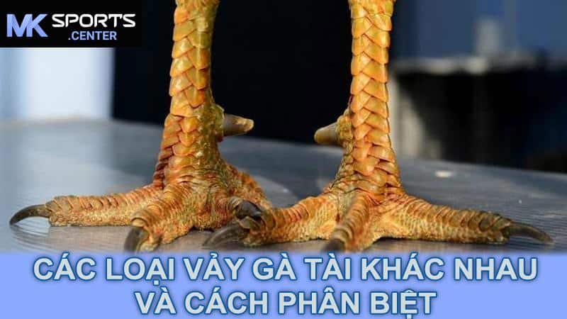 Các loại vảy gà tài khác nhau và cách phân biệt