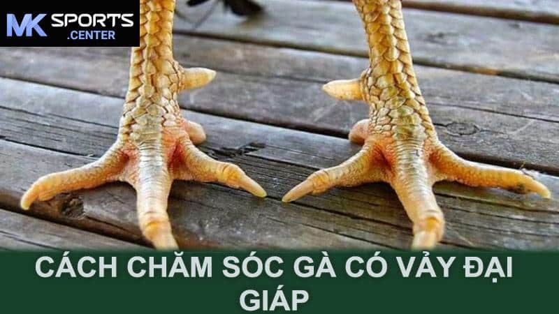 Cách chăm sóc gà có vảy đại giáp