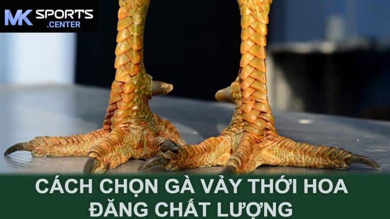 Cách chọn gà vảy thới hoa đăng chất lượng