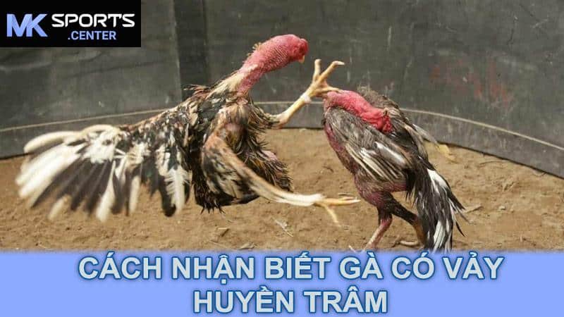 Cách nhận biết gà có vảy huyền trâm