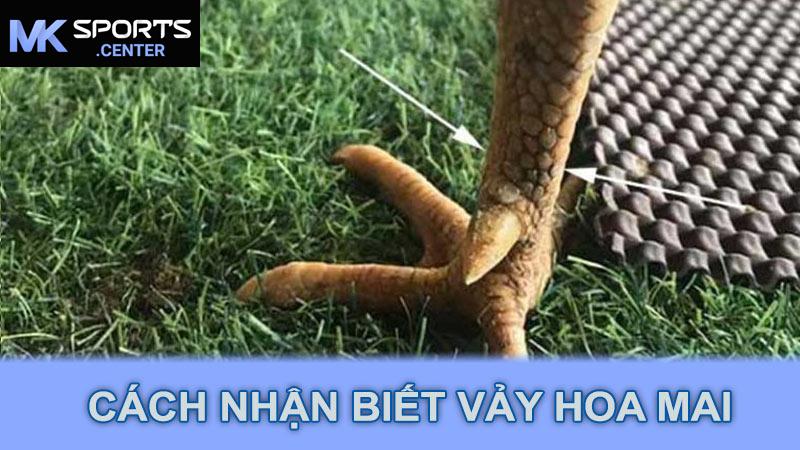 Cách nhận biết vảy hoa mai