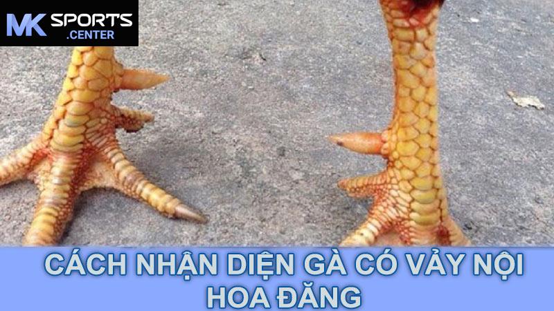 Cách Nhận Diện Gà Có Vảy Nội Hoa Đăng