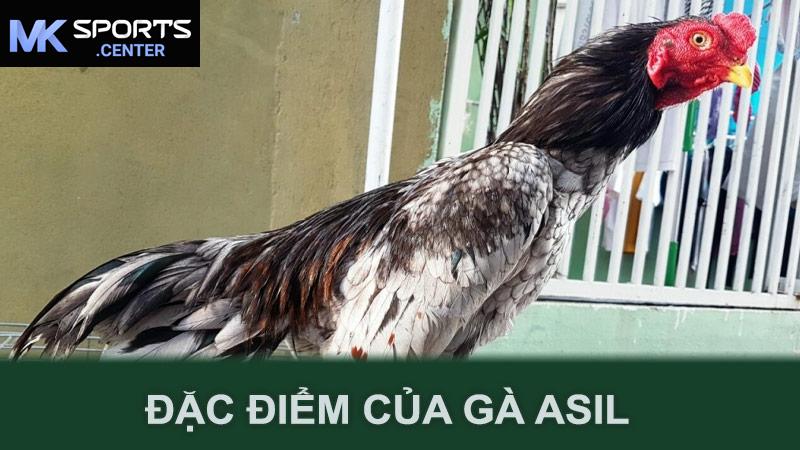 Đặc điểm của gà Asil