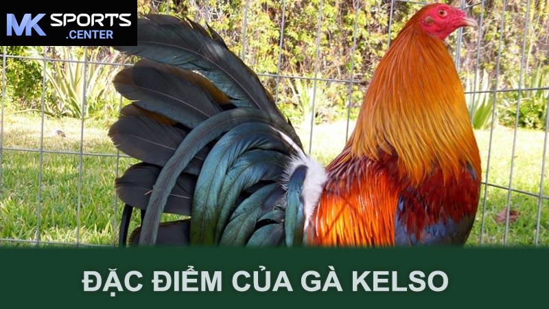 Đặc điểm của gà Kelso