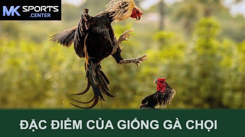 Đặc điểm của giống gà chọi