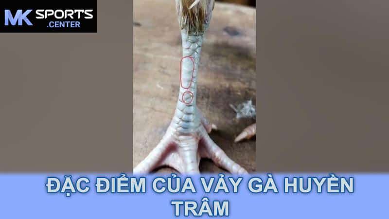 Đặc điểm của vảy gà huyền trâm