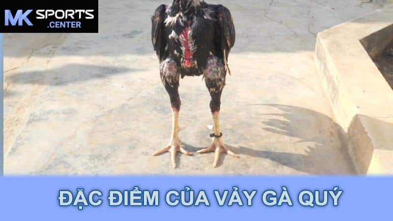 Đặc điểm của Vảy Gà Quý