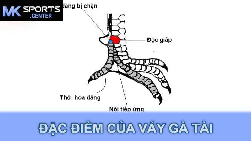 Đặc điểm của vảy gà tài