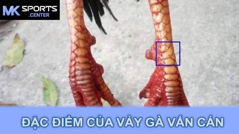 Đặc điểm của vảy gà vấn cán