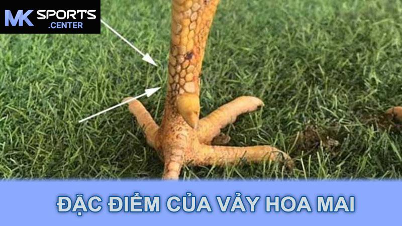 Đặc điểm của vảy hoa mai