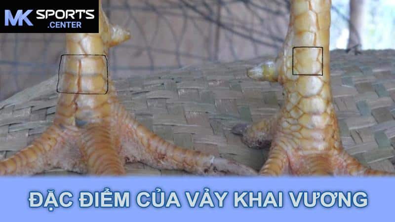 Đặc Điểm Của Vảy Khai Vương