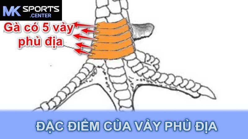 Đặc điểm của vảy phủ địa