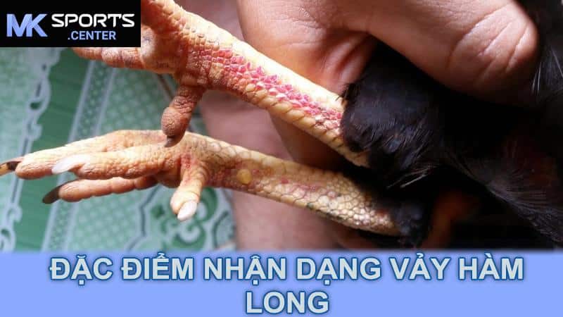 Đặc điểm nhận dạng vảy hàm long