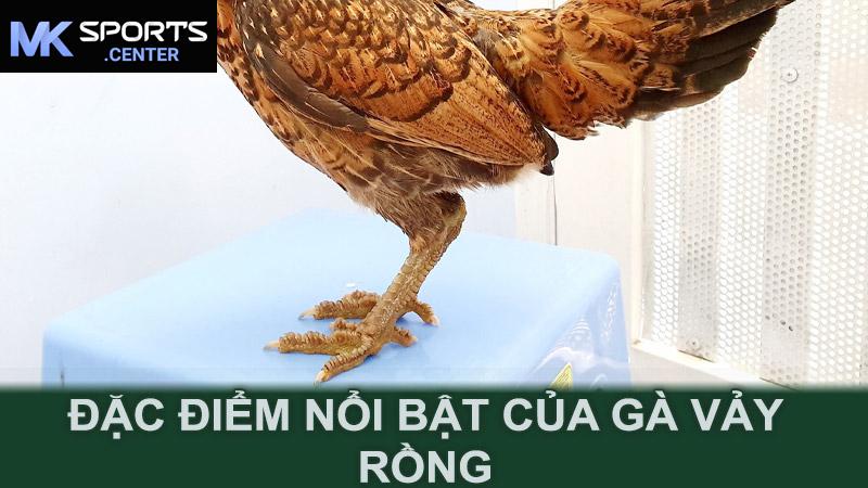 Đặc điểm nổi bật của gà vảy rồng