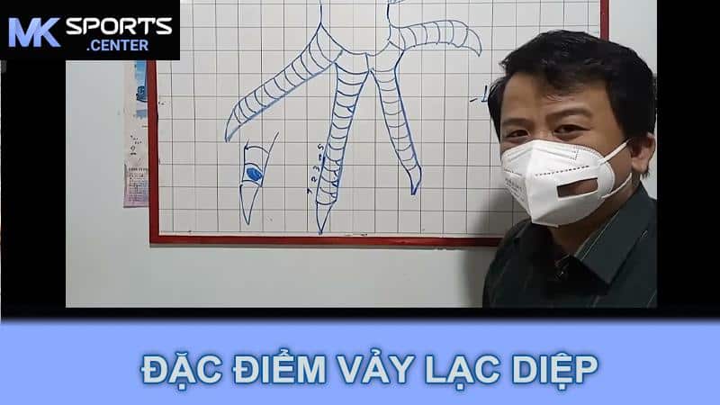 Đặc điểm vảy lạc diệp