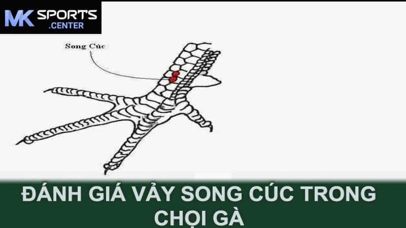 Đánh giá vảy song cúc trong chọi gà