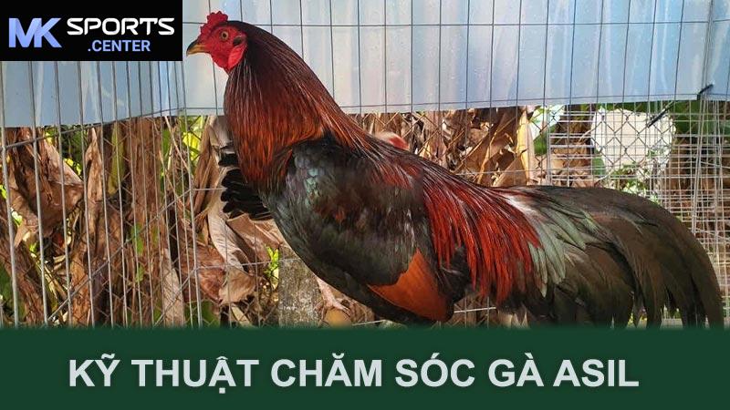 Kỹ thuật chăm sóc gà Asil