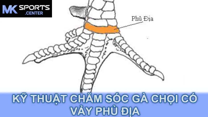 Kỹ thuật chăm sóc gà chọi có vảy phủ địa