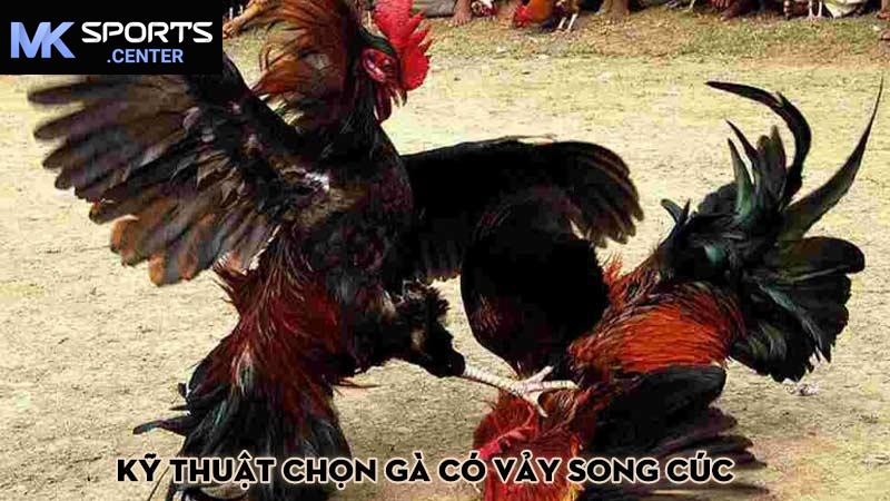 Kỹ thuật chọn gà có vảy song cúc