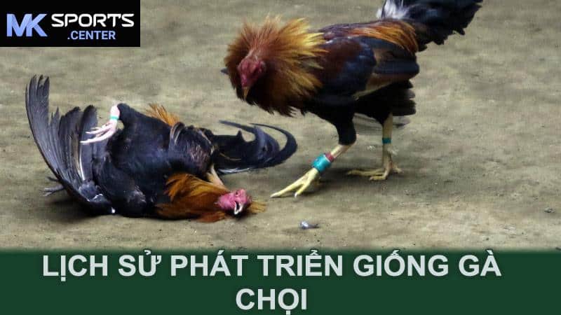 Lịch sử phát triển giống gà chọi