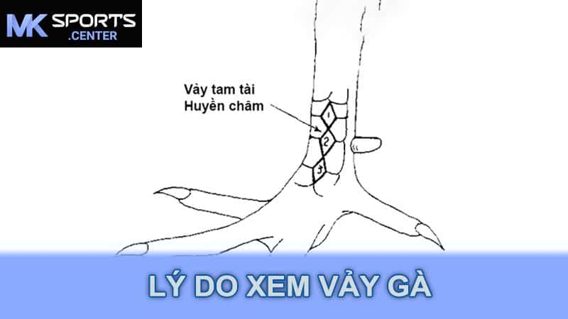 Lý do xem vảy gà