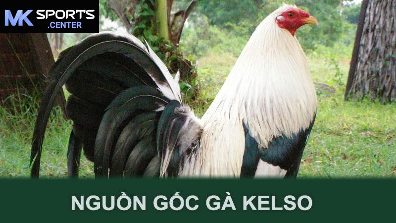 Nguồn gốc gà Kelso