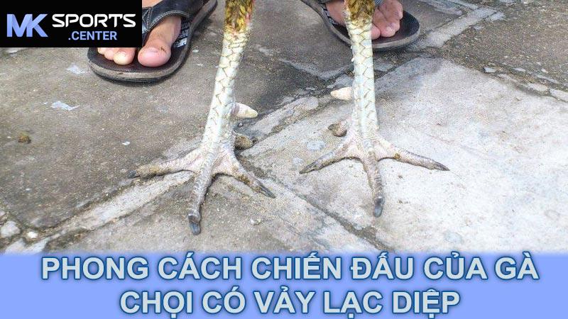 Phong cách chiến đấu của gà chọi có vảy lạc diệp