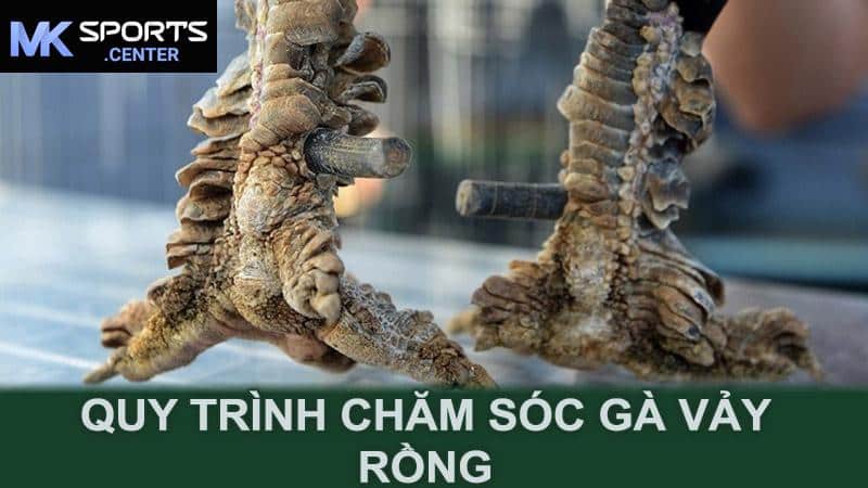 Quy trình chăm sóc gà vảy rồng