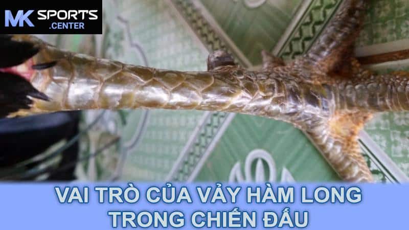 Vai trò của vảy hàm long trong chiến đấu