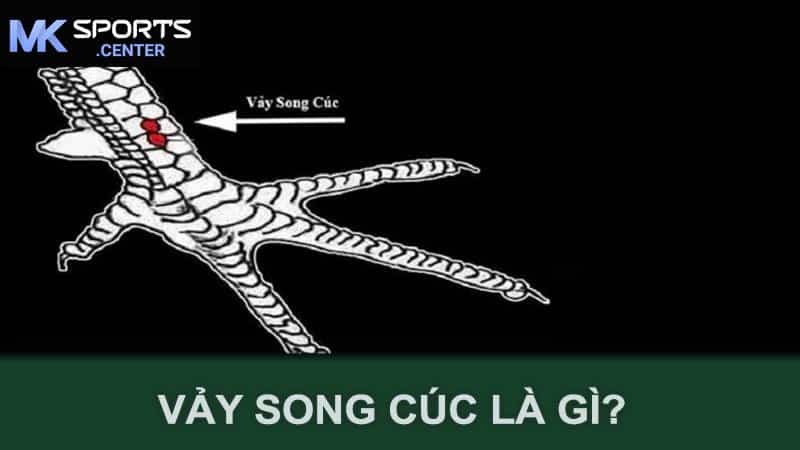 Vảy song cúc là gì?