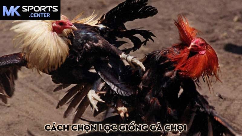 Cách chọn lọc giống gà chọi