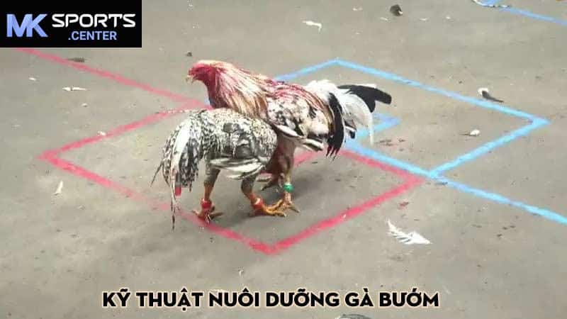 Kỹ thuật nuôi dưỡng gà bướm