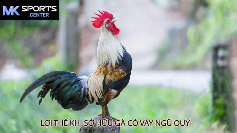 Lợi Thế Khi Sở Hữu Gà Có Vảy Ngũ Quỷ