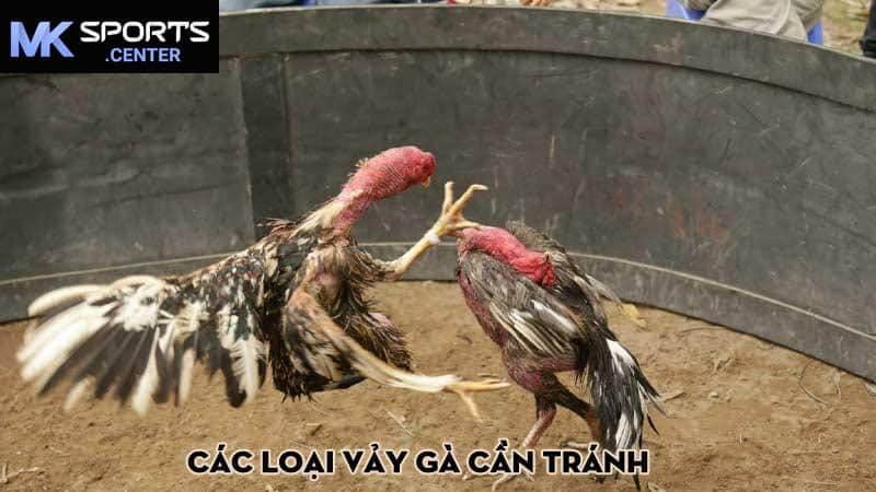 Các loại vảy gà cần tránh