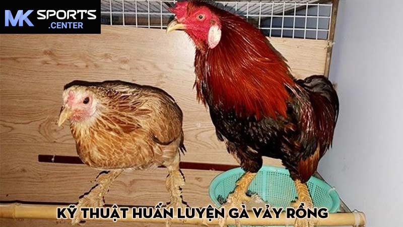 Kỹ thuật huấn luyện gà vảy rồng