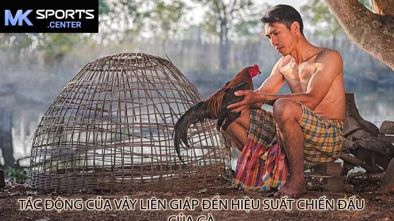 Tác động của vảy liên giáp đến hiệu suất chiến đấu của gà