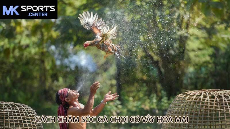 Cách chăm sóc gà chọi có vảy hoa mai