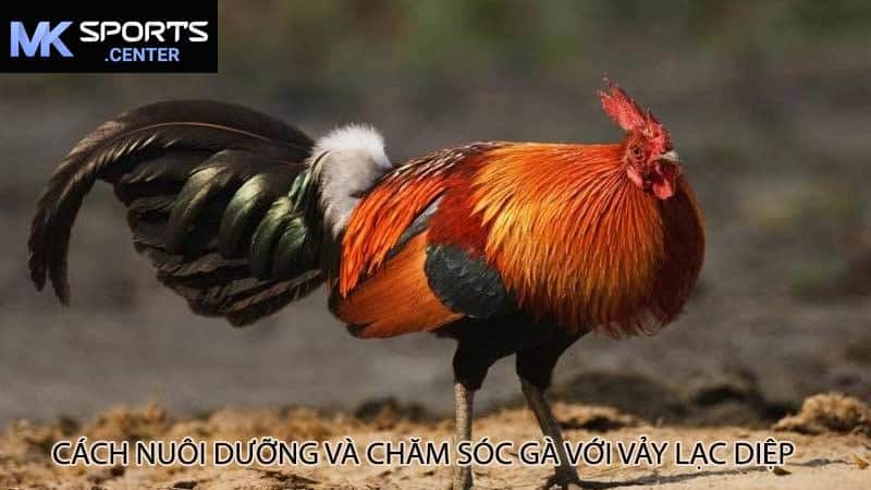 Cách nuôi dưỡng và chăm sóc gà với vảy lạc diệp