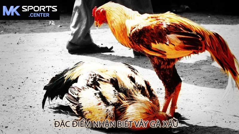 Đặc điểm nhận biết vảy gà xấu