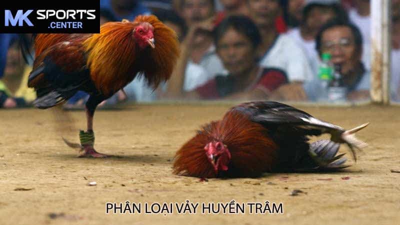 Phân loại vảy huyền trâm